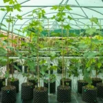 Sycamore Gap saplings planting