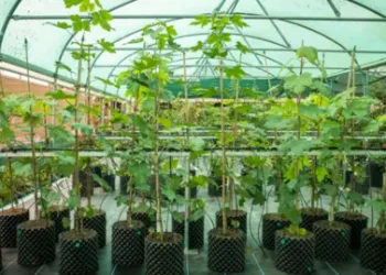 Sycamore Gap saplings planting
