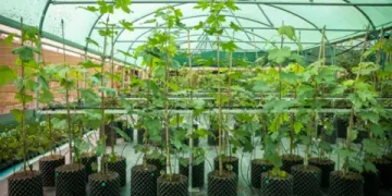 Sycamore Gap saplings planting