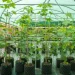 Sycamore Gap saplings planting